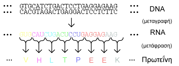 Genetic code, Κωδικόνια, Γενετικός κώδικας