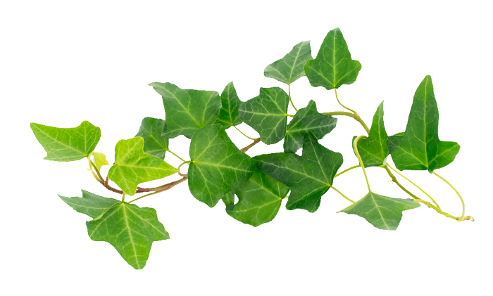 Φύλλα κισσού